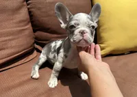 Crew, a male French Bulldog for sale in Warrenton, MO – 3 of 10