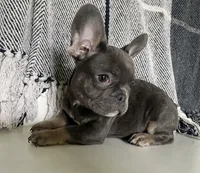 Navy (ready), a male French Bulldog for sale in Warrenton, MO – Photo 2 of 10