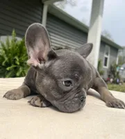 Navy (ready), a male French Bulldog for sale in Warrenton, MO – Photo 8 of 10