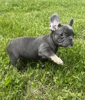 Navy (ready), a male French Bulldog for sale in Warrenton, MO – Photo 4 of 10