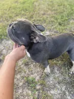 Navy (ready), a male French Bulldog for sale in Warrenton, MO – Photo 10 of 10