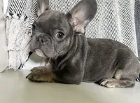 Navy (ready), a male French Bulldog for sale in Warrenton, MO – Photo 1 of 10