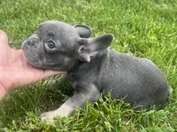 Navy (ready), a male French Bulldog for sale in Warrenton, MO – Photo 3 of 10