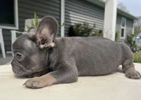 Navy (ready), a male French Bulldog for sale in Warrenton, MO – Photo 5 of 10