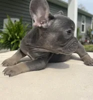 Navy (ready), a male French Bulldog for sale in Warrenton, MO – Photo 6 of 10