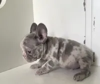 Crew, a male French Bulldog for sale in Warrenton, MO – Photo 5 of 8