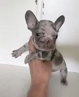 Crew, a male French Bulldog for sale in Warrenton, MO – Photo 3 of 8