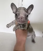 Crew, a male French Bulldog for sale in Warrenton, MO – Photo 6 of 8