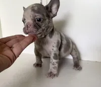 Crew, a male French Bulldog for sale in Warrenton, MO – Photo 8 of 8