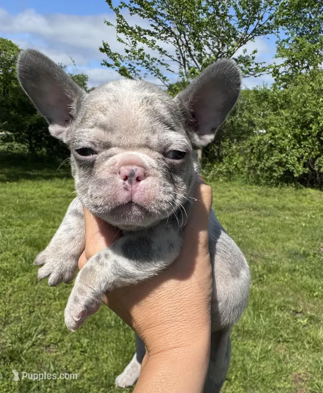 Crew – French Bulldog puppy for sale in Warrenton, MO
