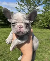 Crew, a male French Bulldog for sale in Warrenton, MO – Photo 1 of 8