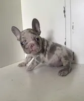 Crew, a male French Bulldog for sale in Warrenton, MO – Photo 2 of 8