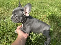 Tank, a male French Bulldog for sale in Warrenton, MO – 2 of 10