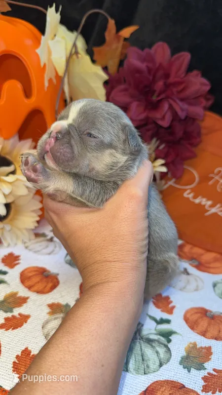 Charlie – French Bulldog puppy for sale in Warrenton, MO