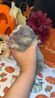 Charlie, a male French Bulldog for sale in Warrenton, MO – 8 of 9