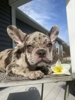 Josie, a female French Bulldog for sale in Warrenton, MO – Photo 1 of 9
