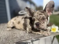 Josie, a female French Bulldog for sale in Warrenton, MO – Photo 6 of 9