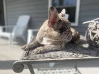 Josie, a female French Bulldog for sale in Warrenton, MO – Photo 5 of 9