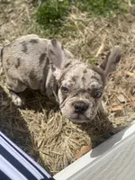 Josie, a female French Bulldog for sale in Warrenton, MO – Photo 4 of 9