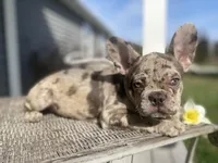 Josie, a female French Bulldog for sale in Warrenton, MO – Photo 2 of 9