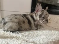 Josie, a female French Bulldog for sale in Warrenton, MO – Photo 8 of 9