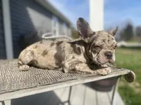Josie, a female French Bulldog for sale in Warrenton, MO – Photo 3 of 9