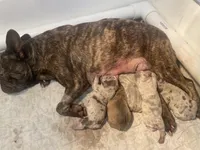 Josie, a female French Bulldog for sale in Warrenton, MO – Photo 9 of 9