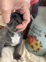 Blue Jean, a female French Bulldog for sale in Warrenton, MO – 5 of 8