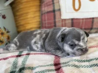 Dream, a female French Bulldog for sale in Warrenton, MO – 4 of 8