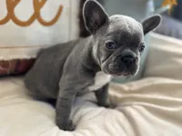 Blue Jean, a female French Bulldog for sale in Warrenton, MO – 7 of 8