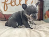 Scar-Face, a male French Bulldog for sale in Warrenton, MO – 9 of 9