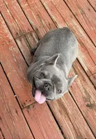 Summer, a female French Bulldog for sale in Warrenton, MO – Photo 3 of 6