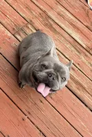 Summer, a female French Bulldog for sale in Warrenton, MO – Photo 2 of 6