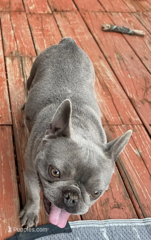 Summer – French Bulldog puppy for sale in Warrenton, MO