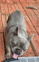 Summer, a female French Bulldog for sale in Warrenton, MO – Photo 1 of 6