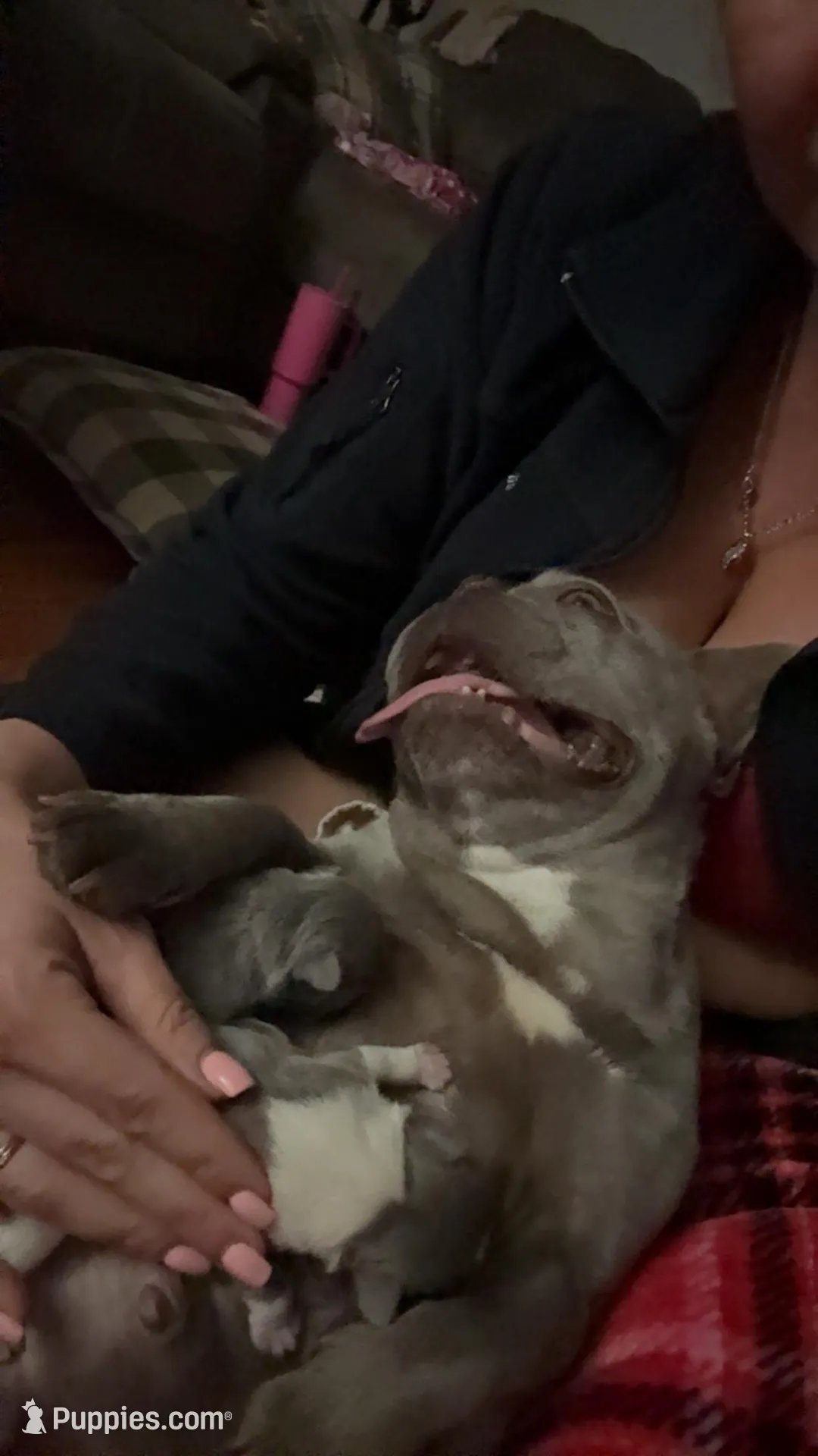 Summer, a female French Bulldog for sale in Warrenton, MO – Photo 6 of 6