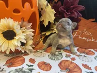 Honey, a female French Bulldog for sale in Warrenton, MO – 5 of 5