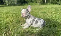 Crew, a male French Bulldog for sale in Warrenton, MO – 3 of 10