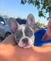 Simon, a male French Bulldog for sale in Warrenton, MO – Photo 1 of 10