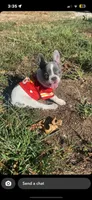 Simon, a male French Bulldog for sale in Warrenton, MO – Photo 3 of 10