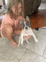 Simon, a male French Bulldog for sale in Warrenton, MO – Photo 7 of 10