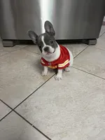 Simon, a male French Bulldog for sale in Warrenton, MO – Photo 8 of 10