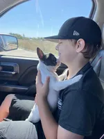 Simon, a male French Bulldog for sale in Warrenton, MO – Photo 9 of 10