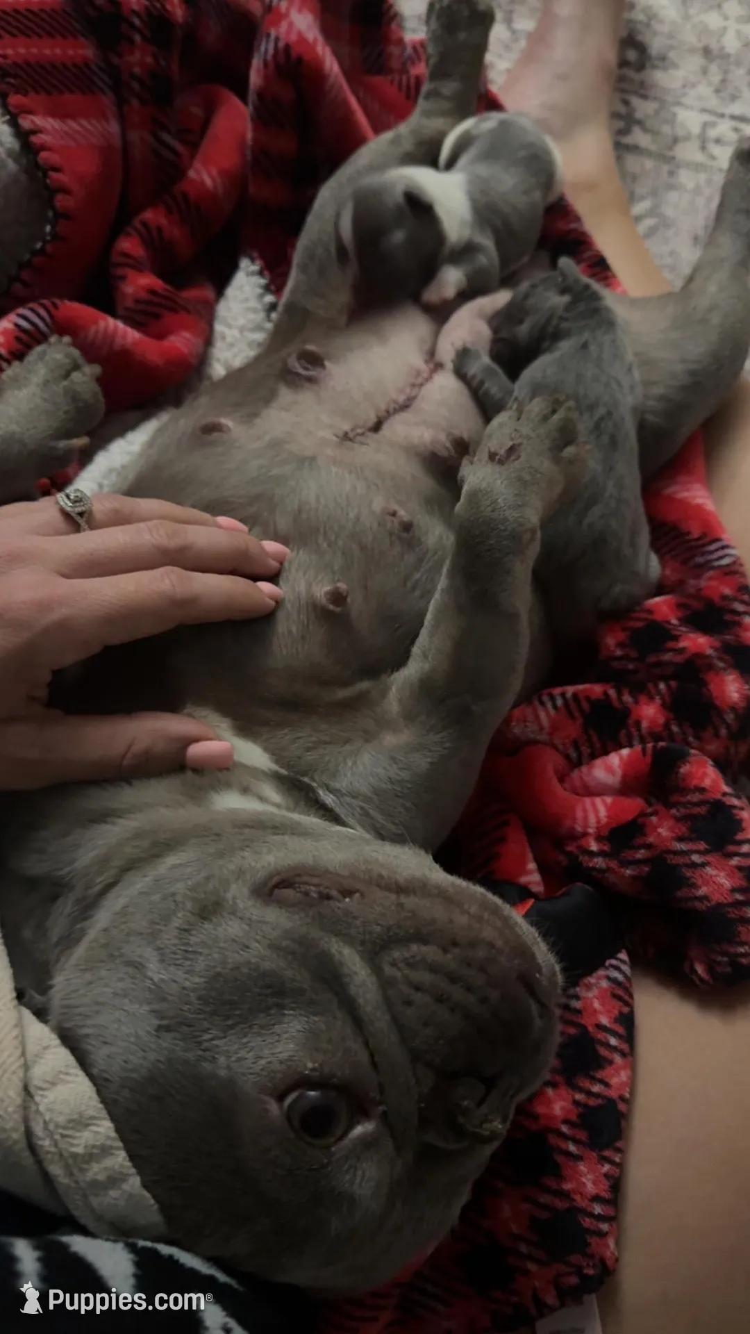 Summer, a female French Bulldog for sale in Warrenton, MO – Photo 5 of 6