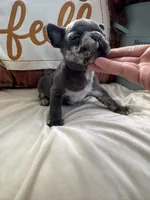 Scar-Face, a male French Bulldog for sale in Warrenton, MO – 3 of 9