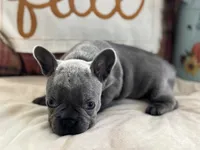 Blue Jean, a female French Bulldog for sale in Warrenton, MO – 3 of 8
