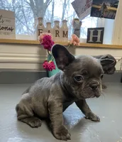 Queen, a female French Bulldog for sale in Warrenton, MO – Photo 3 of 10