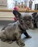 Queen, a female French Bulldog for sale in Warrenton, MO – Photo 1 of 10