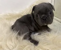 Queen, a female French Bulldog for sale in Warrenton, MO – Photo 9 of 10