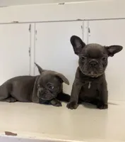 Queen, a female French Bulldog for sale in Warrenton, MO – Photo 6 of 10